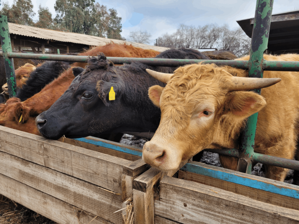 La enseñanza veterinaria en tiempos de transformación digital